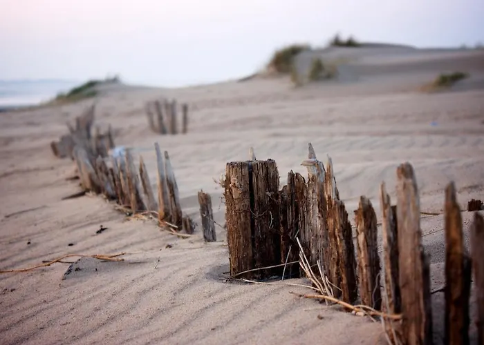 Les Oiseaux Barneville-Carteret