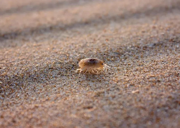 Les Oiseaux Holiday home *